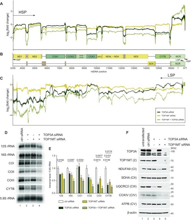 https://cdn.ncbi.nlm.nih.gov/pmc/blobs/a6fc/9638942/80c4336a1fea/gkac857fig5.jpg