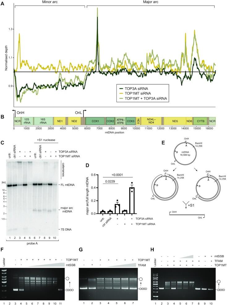 https://cdn.ncbi.nlm.nih.gov/pmc/blobs/a6fc/9638942/9d9bfd5ecbb1/gkac857fig4.jpg
