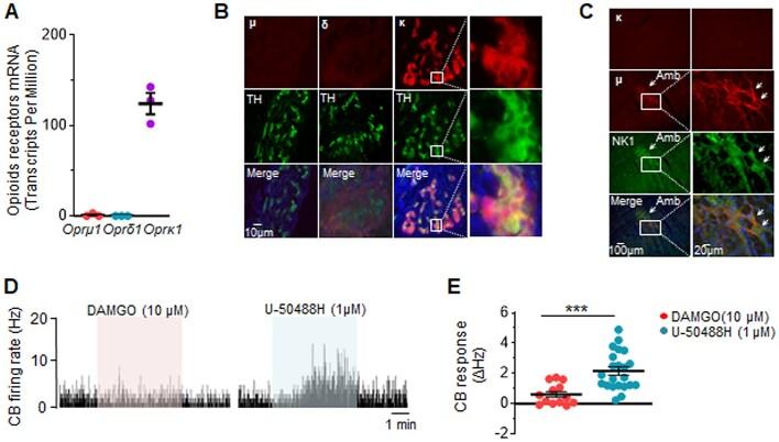 https://cdn.ncbi.nlm.nih.gov/pmc/blobs/a711/12117331/3bd9a60e21c8/zqaf020fig2.jpg