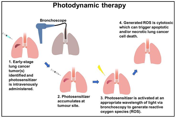 https://cdn.ncbi.nlm.nih.gov/pmc/blobs/a718/10930724/6a2f46f37553/cells-13-00436-g002.jpg