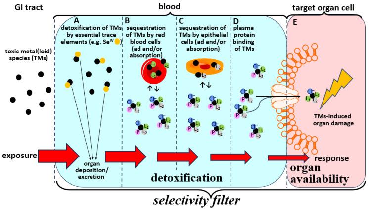 https://cdn.ncbi.nlm.nih.gov/pmc/blobs/a739/12390539/055c5ce5f073/toxics-13-00636-g002.jpg
