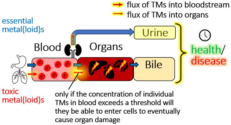 https://cdn.ncbi.nlm.nih.gov/pmc/blobs/a739/12390539/731531252dc3/toxics-13-00636-g001.jpg