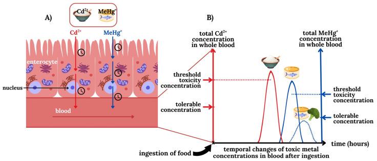https://cdn.ncbi.nlm.nih.gov/pmc/blobs/a739/12390539/a214555dd2ff/toxics-13-00636-g003.jpg