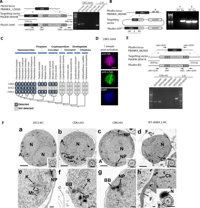 https://cdn.ncbi.nlm.nih.gov/pmc/blobs/a768/7308089/1e7c0aef0df2/elife-56474-fig3-figsupp1.jpg