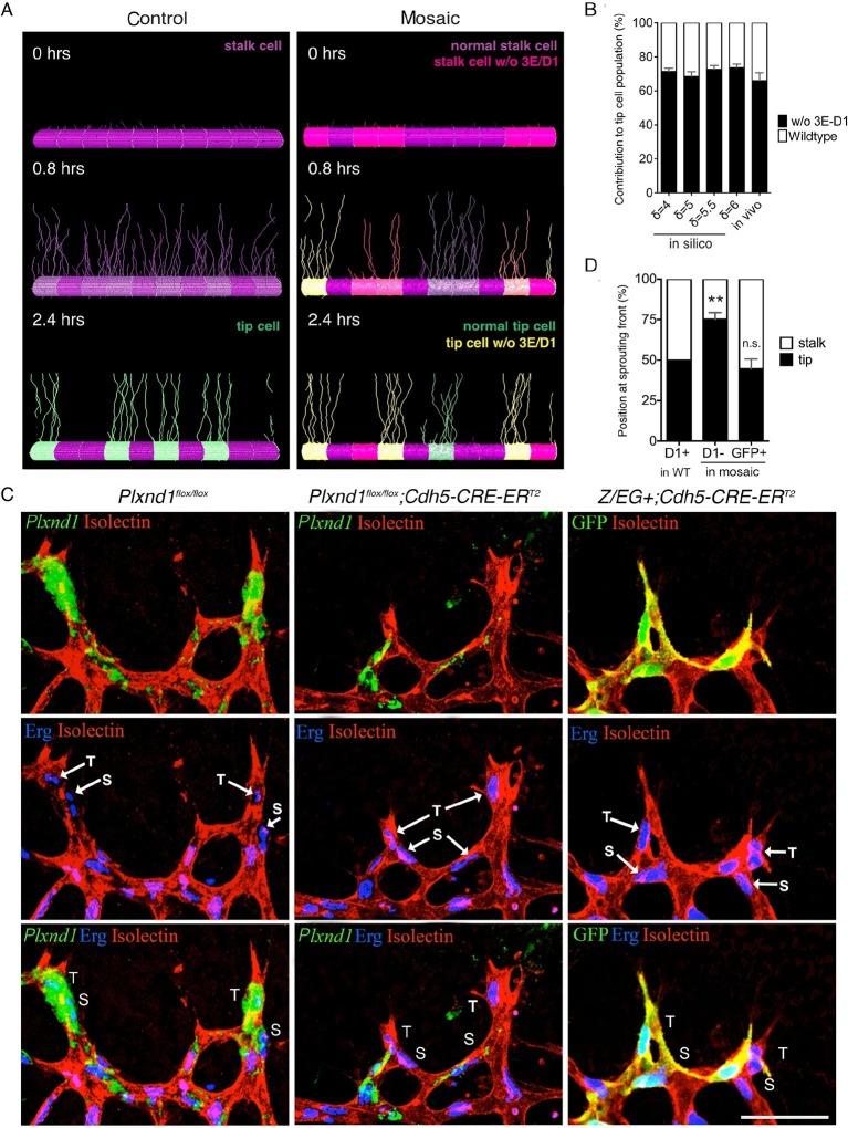 https://cdn.ncbi.nlm.nih.gov/pmc/blobs/a775/4811760/0f2494c91ed1/elife-13212-fig2.jpg