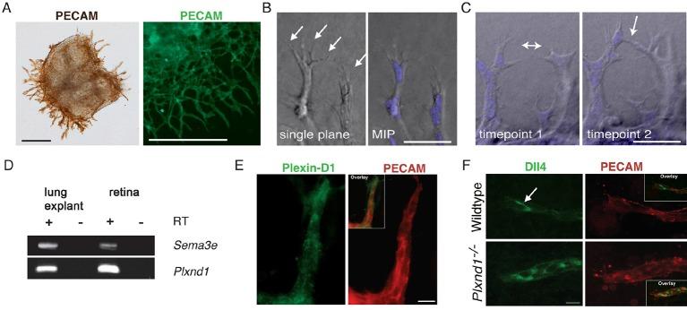 https://cdn.ncbi.nlm.nih.gov/pmc/blobs/a775/4811760/1390f3aa0c1b/elife-13212-fig4-figsupp1.jpg