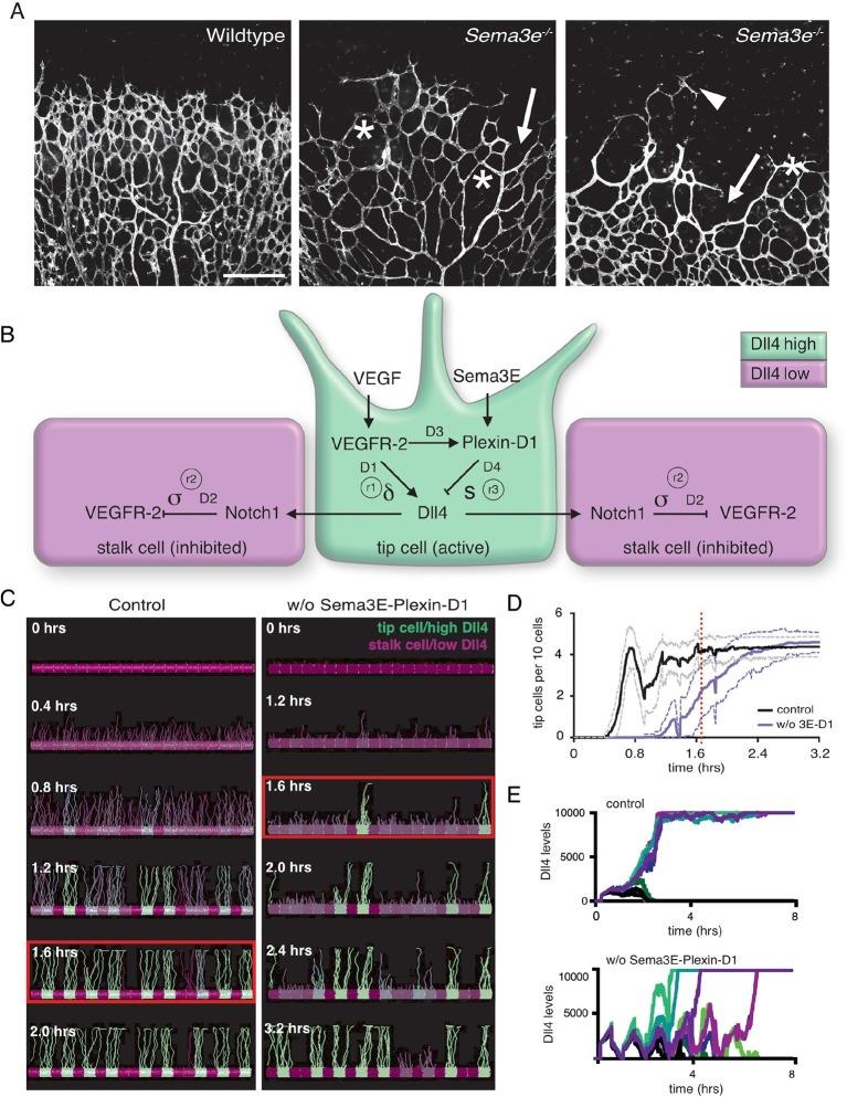 https://cdn.ncbi.nlm.nih.gov/pmc/blobs/a775/4811760/d5f2e2fa17f0/elife-13212-fig1.jpg