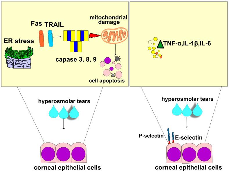 https://cdn.ncbi.nlm.nih.gov/pmc/blobs/a792/10706334/5d75f2217aa6/cells-12-02755-g002.jpg
