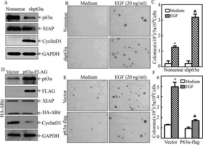https://cdn.ncbi.nlm.nih.gov/pmc/blobs/a797/5302933/fc45e9e3289f/oncotarget-07-56540-g003.jpg