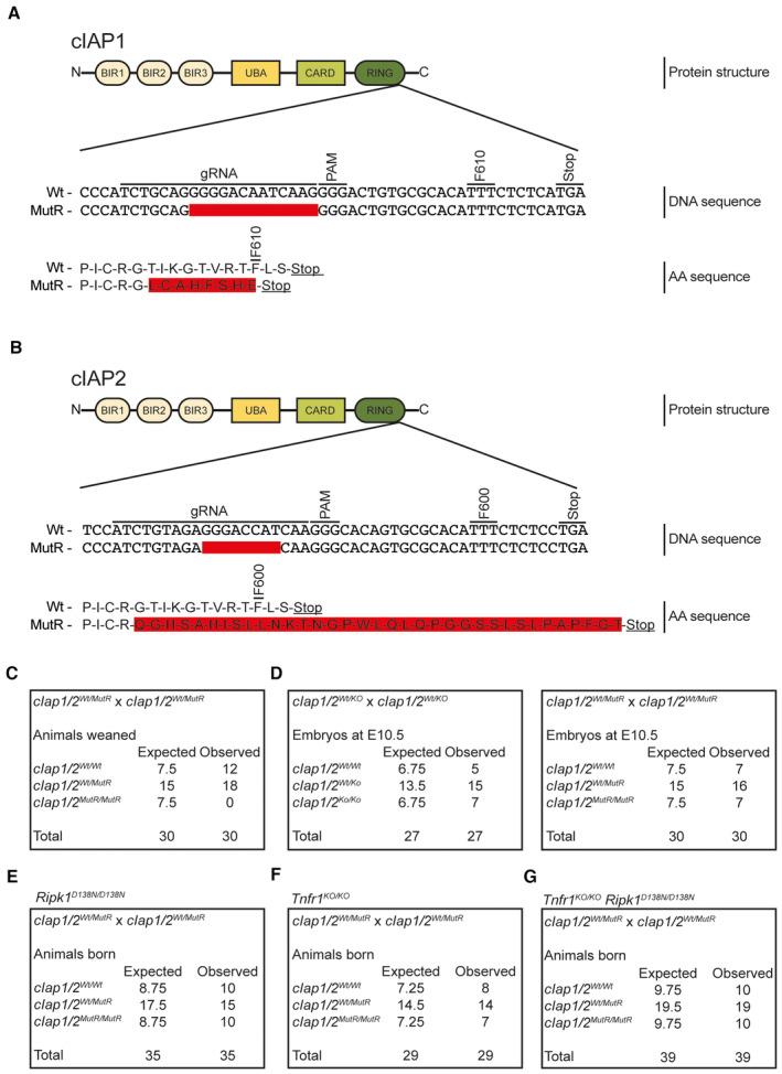 https://cdn.ncbi.nlm.nih.gov/pmc/blobs/a79a/10646551/69558695b6aa/EMBJ-42-e113614-g008.jpg