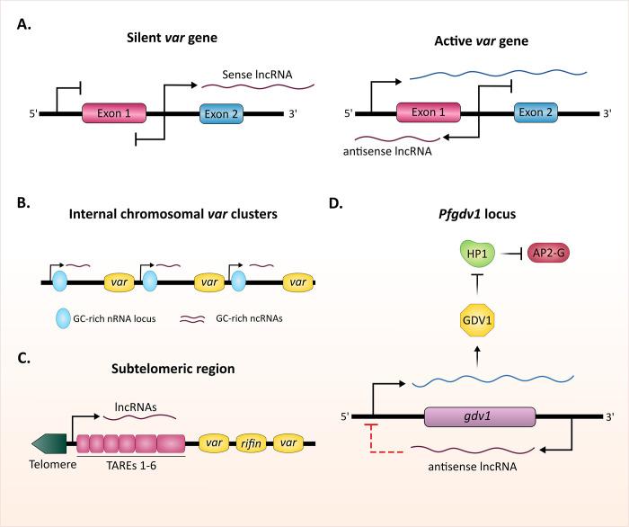 https://cdn.ncbi.nlm.nih.gov/pmc/blobs/a7c9/9262227/814712180392/ppat.1010600.g002.jpg