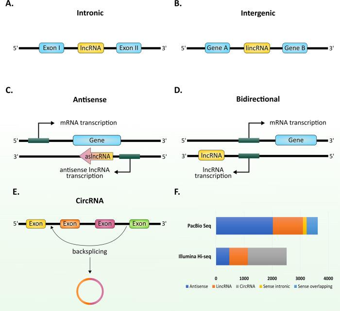 https://cdn.ncbi.nlm.nih.gov/pmc/blobs/a7c9/9262227/86d255c2c6ac/ppat.1010600.g001.jpg