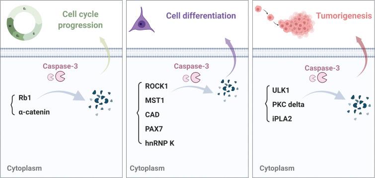 https://cdn.ncbi.nlm.nih.gov/pmc/blobs/a7ce/9106709/07fda4458c39/JCB_202201159_Fig2.jpg