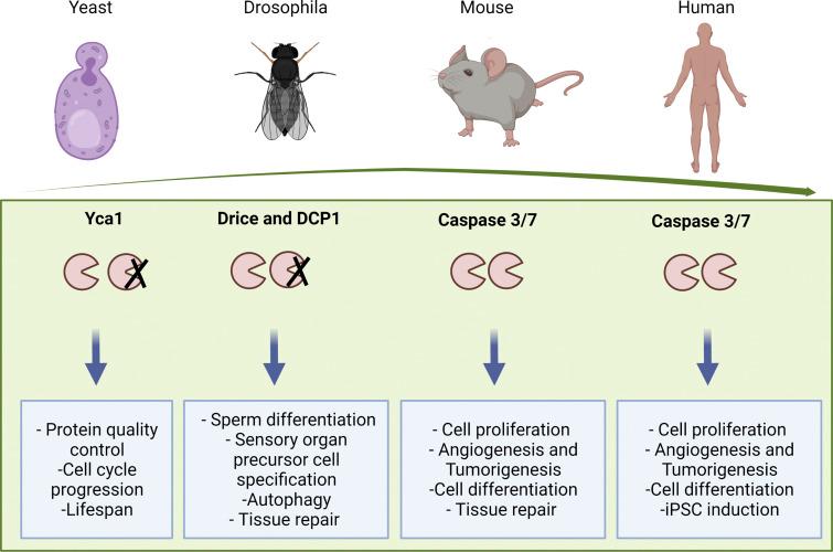 https://cdn.ncbi.nlm.nih.gov/pmc/blobs/a7ce/9106709/b38113bb2f69/JCB_202201159_Fig3.jpg