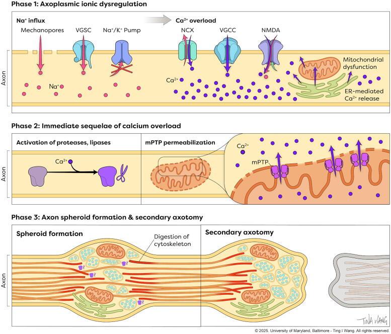 https://cdn.ncbi.nlm.nih.gov/pmc/blobs/a801/12235128/7e623ad99dc6/neur.2025.0035_figure4.jpg