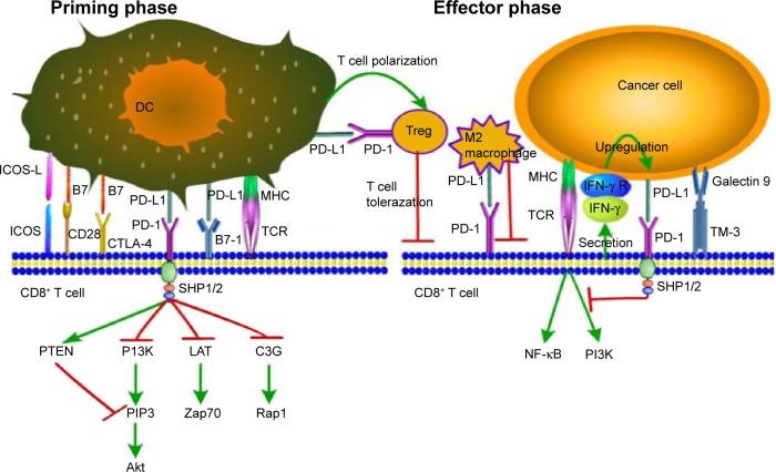 https://cdn.ncbi.nlm.nih.gov/pmc/blobs/a83f/4990391/9e39ad287393/ott-9-5023Fig1.jpg
