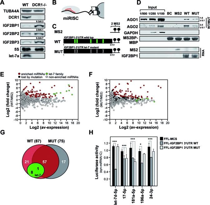 https://cdn.ncbi.nlm.nih.gov/pmc/blobs/a85f/4856984/dd3a9b8e4440/gkw099fig3.jpg
