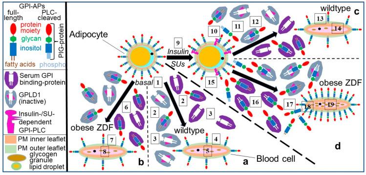 https://cdn.ncbi.nlm.nih.gov/pmc/blobs/a8a8/10295932/00a38e7b3423/biomolecules-13-00994-g004.jpg