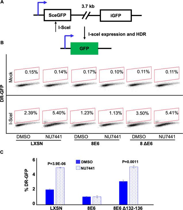 https://cdn.ncbi.nlm.nih.gov/pmc/blobs/a8b0/9897725/9323b78c2d6e/elife-81923-fig7.jpg