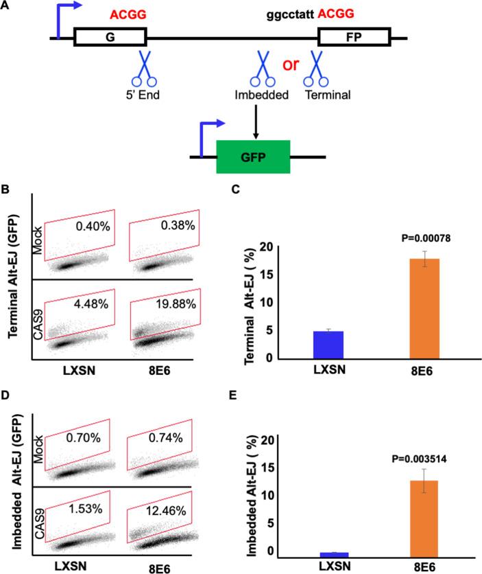 https://cdn.ncbi.nlm.nih.gov/pmc/blobs/a8b0/9897725/9437da07a4e8/elife-81923-fig1.jpg
