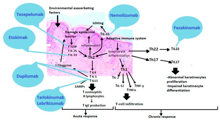 https://cdn.ncbi.nlm.nih.gov/pmc/blobs/a8b1/8074061/7d7ca7b9b95b/ijms-22-04130-g004.jpg