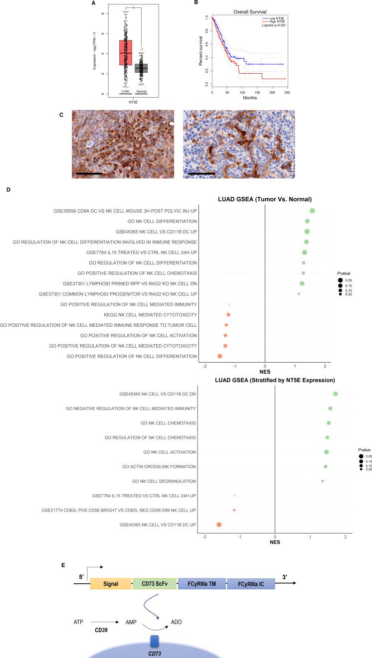 https://cdn.ncbi.nlm.nih.gov/pmc/blobs/a8ca/9342955/5e4371d84731/elife-73699-fig1.jpg