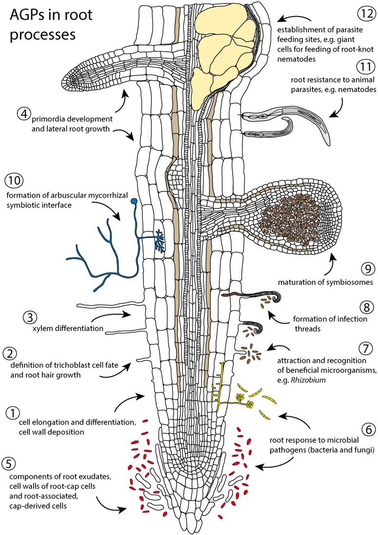 https://cdn.ncbi.nlm.nih.gov/pmc/blobs/a8d4/8165308/cc6f1c210254/fpls-12-674010-g001.jpg