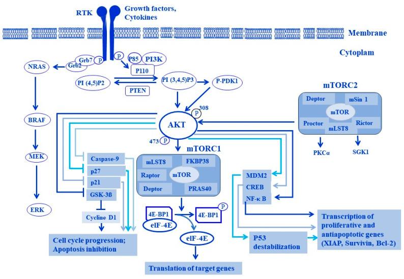 https://cdn.ncbi.nlm.nih.gov/pmc/blobs/a8e6/10854812/879d388a2ccb/cells-13-00240-g009.jpg