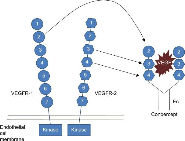 https://cdn.ncbi.nlm.nih.gov/pmc/blobs/a8ff/4410828/9f1feb5a7820/dddt-9-2311Fig1.jpg
