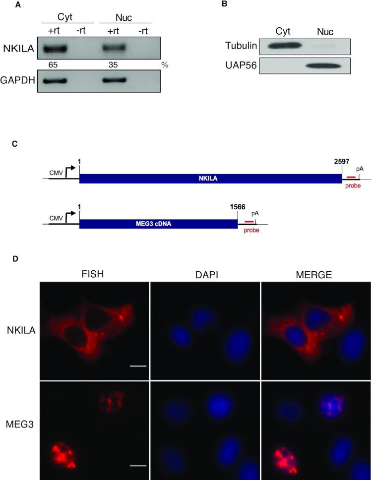 https://cdn.ncbi.nlm.nih.gov/pmc/blobs/a909/8216466/dc03012da9ce/gkab445fig1.jpg