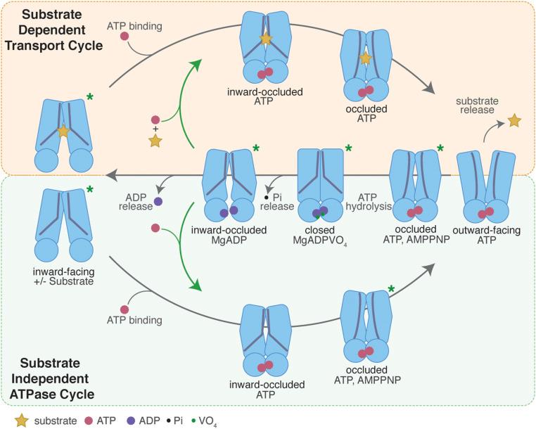 https://cdn.ncbi.nlm.nih.gov/pmc/blobs/a917/7430982/2112b37176df/pnas.2006526117fig05.jpg