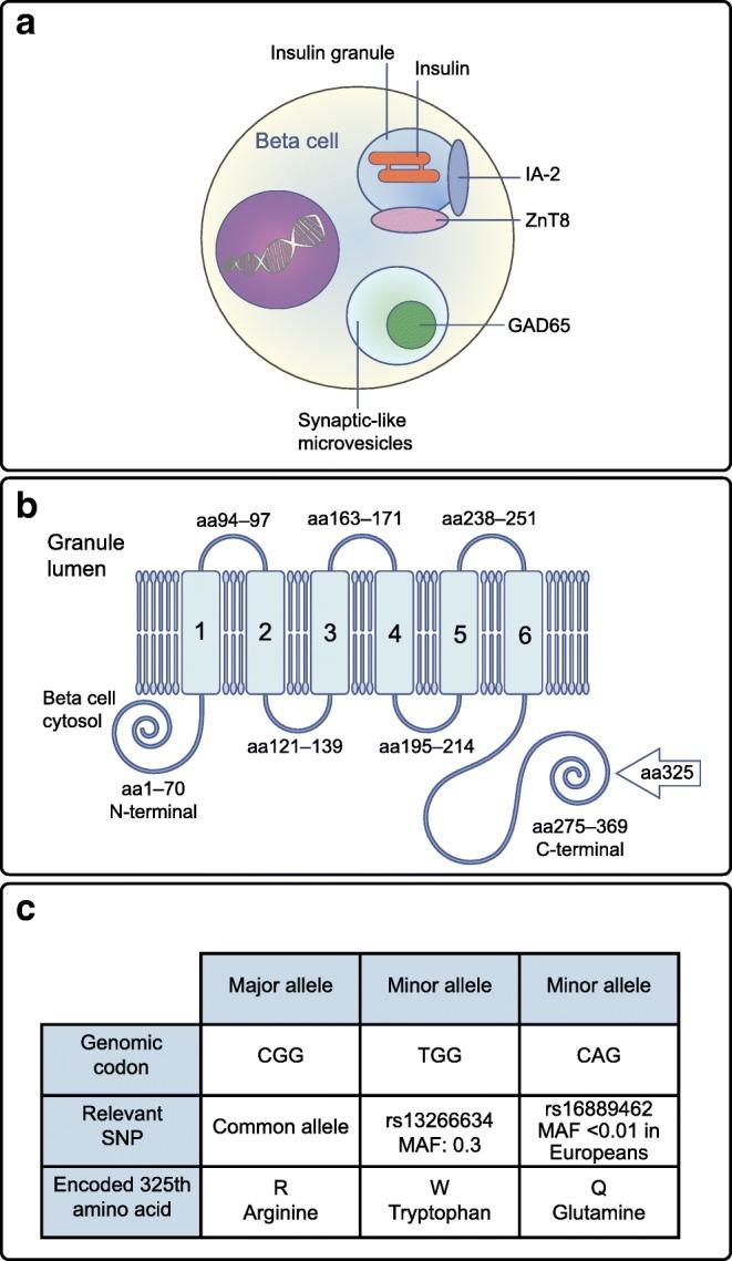 https://cdn.ncbi.nlm.nih.gov/pmc/blobs/a923/6805822/657d0014f35f/125_2019_4975_Fig1_HTML.jpg