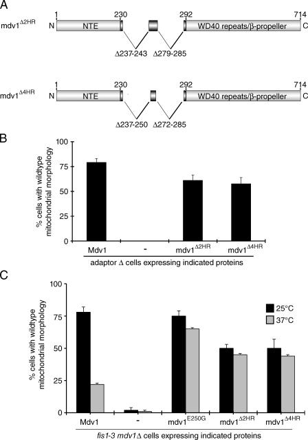 https://cdn.ncbi.nlm.nih.gov/pmc/blobs/a935/3002026/0c6d1cd3ab5d/JCB_201005046_GS_Fig7.jpg