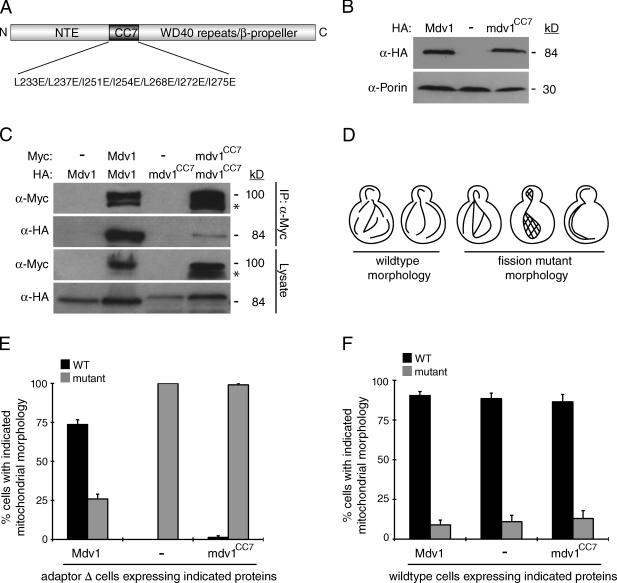 https://cdn.ncbi.nlm.nih.gov/pmc/blobs/a935/3002026/8fb99f0767fe/JCB_201005046_GS_Fig2.jpg