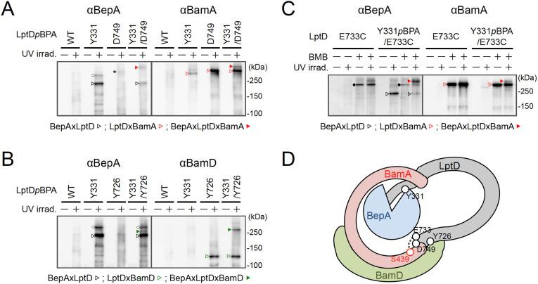 https://cdn.ncbi.nlm.nih.gov/pmc/blobs/a942/8423444/31e18d976d6a/elife-70541-fig4.jpg