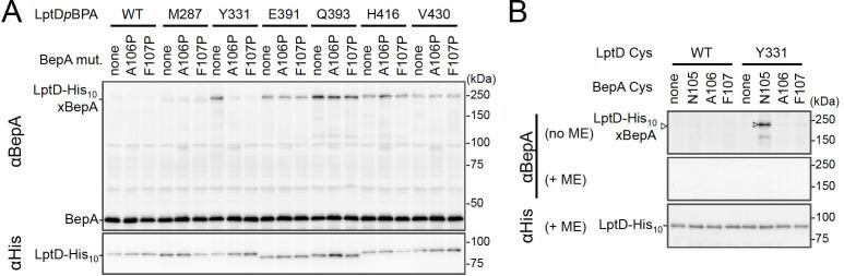 https://cdn.ncbi.nlm.nih.gov/pmc/blobs/a942/8423444/3c38fc5ecbf7/elife-70541-fig3.jpg