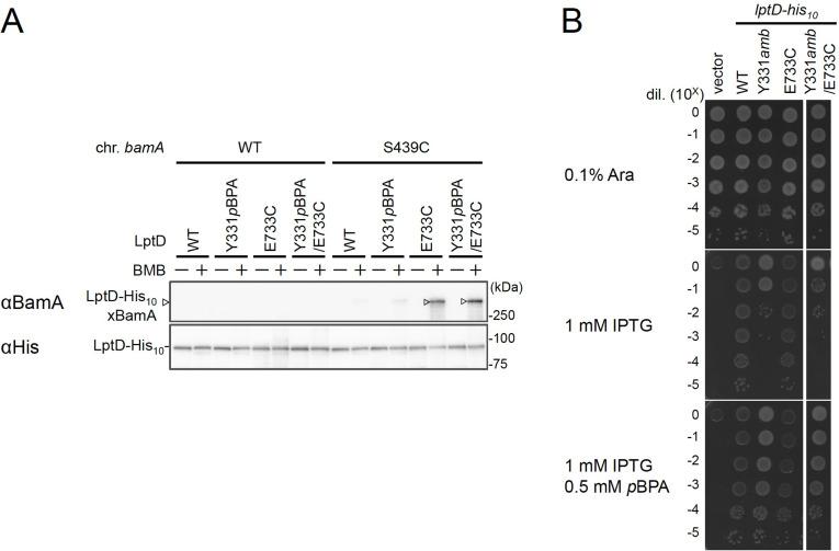 https://cdn.ncbi.nlm.nih.gov/pmc/blobs/a942/8423444/f377c968efc1/elife-70541-fig4-figsupp2.jpg