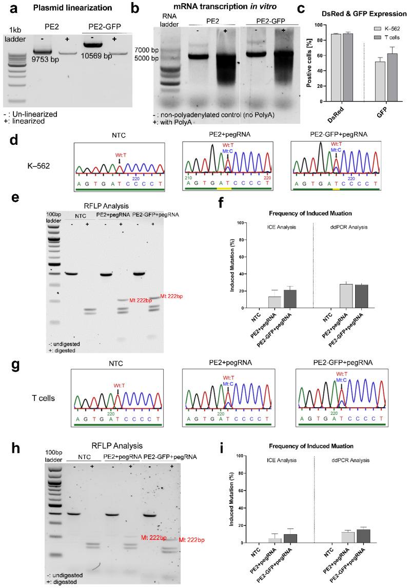 https://cdn.ncbi.nlm.nih.gov/pmc/blobs/a94c/9777626/43335eafc175/genes-13-02348-g005.jpg