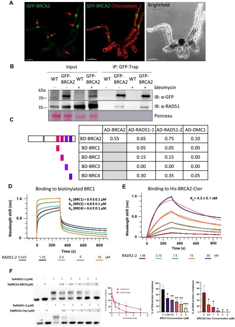 https://cdn.ncbi.nlm.nih.gov/pmc/blobs/a967/12412785/666e8e700b54/gkaf856fig6.jpg