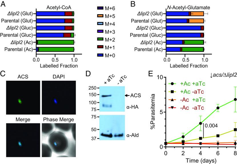 https://cdn.ncbi.nlm.nih.gov/pmc/blobs/a96b/10151609/0a11afebbd9d/pnas.2210929120fig07.jpg