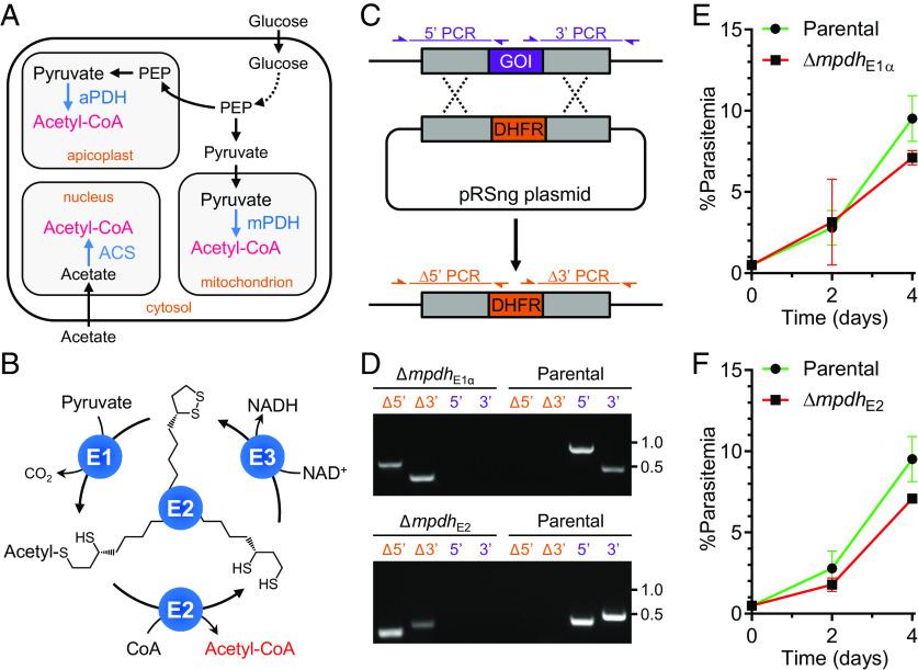 https://cdn.ncbi.nlm.nih.gov/pmc/blobs/a96b/10151609/9dd8bc1a36e0/pnas.2210929120fig01.jpg