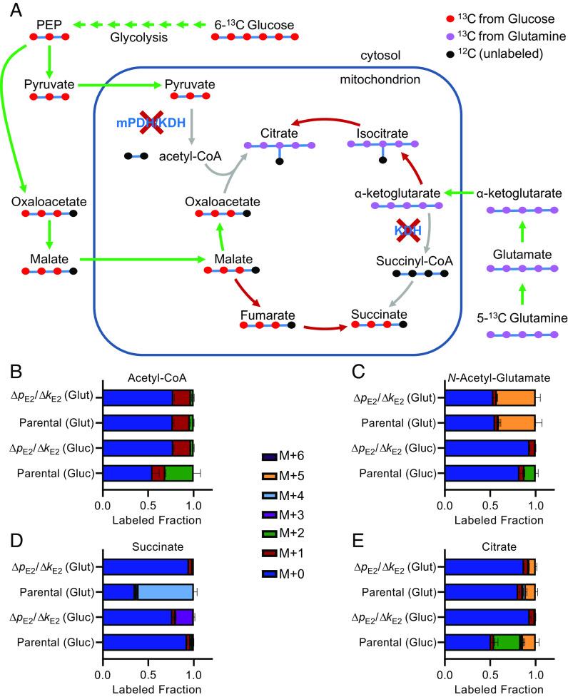 https://cdn.ncbi.nlm.nih.gov/pmc/blobs/a96b/10151609/d2581563a1db/pnas.2210929120fig04.jpg