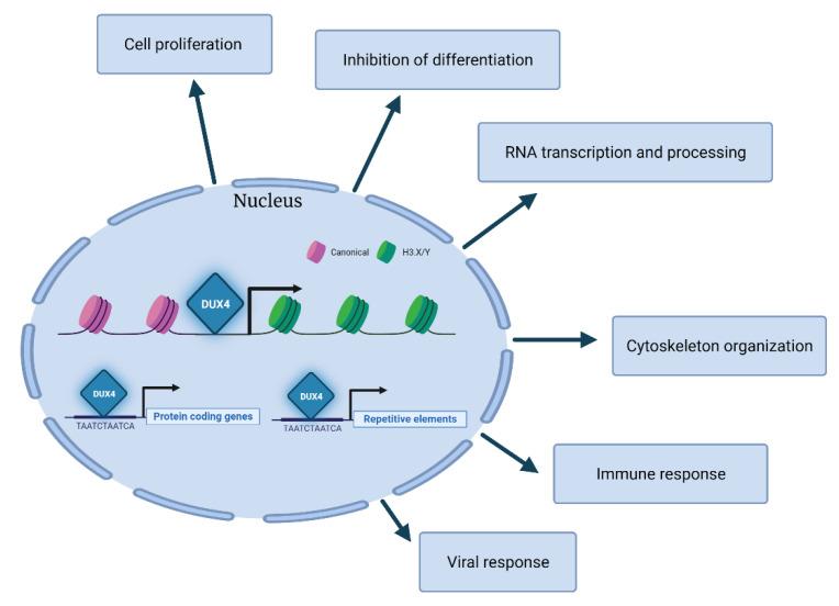https://cdn.ncbi.nlm.nih.gov/pmc/blobs/a983/8699294/4e466ffec438/cells-10-03322-g003.jpg