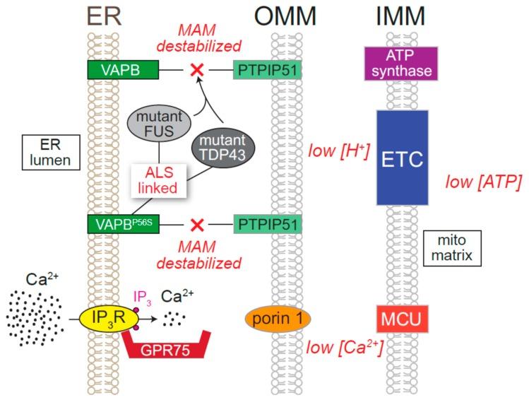 https://cdn.ncbi.nlm.nih.gov/pmc/blobs/a99d/6829861/2929511a6b5a/cells-08-01232-g007.jpg