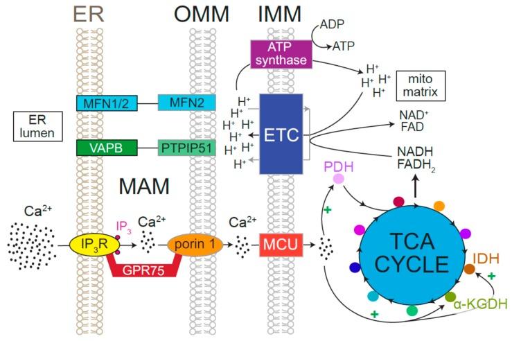 https://cdn.ncbi.nlm.nih.gov/pmc/blobs/a99d/6829861/4cca8640a5a6/cells-08-01232-g004.jpg