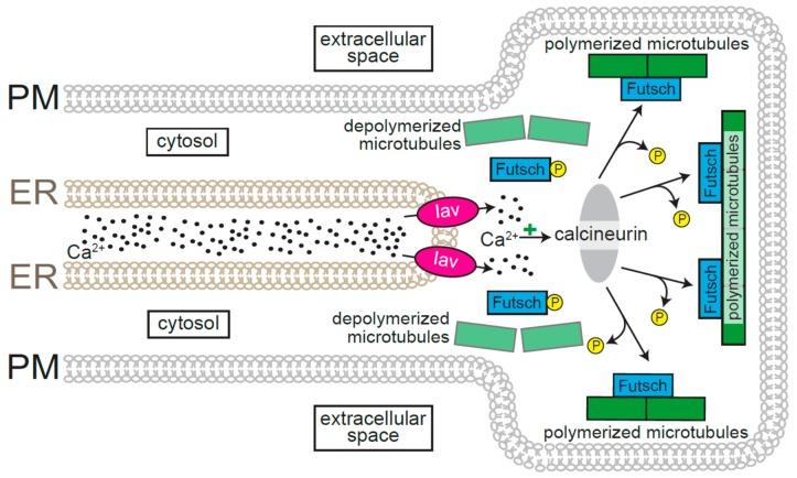 https://cdn.ncbi.nlm.nih.gov/pmc/blobs/a99d/6829861/4da72503f455/cells-08-01232-g001.jpg