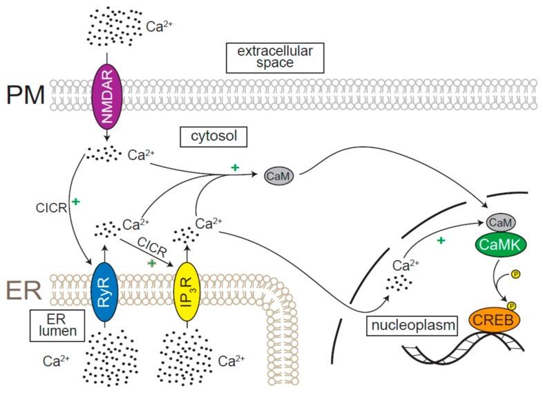 https://cdn.ncbi.nlm.nih.gov/pmc/blobs/a99d/6829861/6e74b0921340/cells-08-01232-g003.jpg