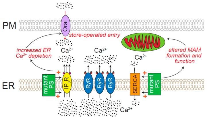 https://cdn.ncbi.nlm.nih.gov/pmc/blobs/a99d/6829861/9042260ee657/cells-08-01232-g006.jpg