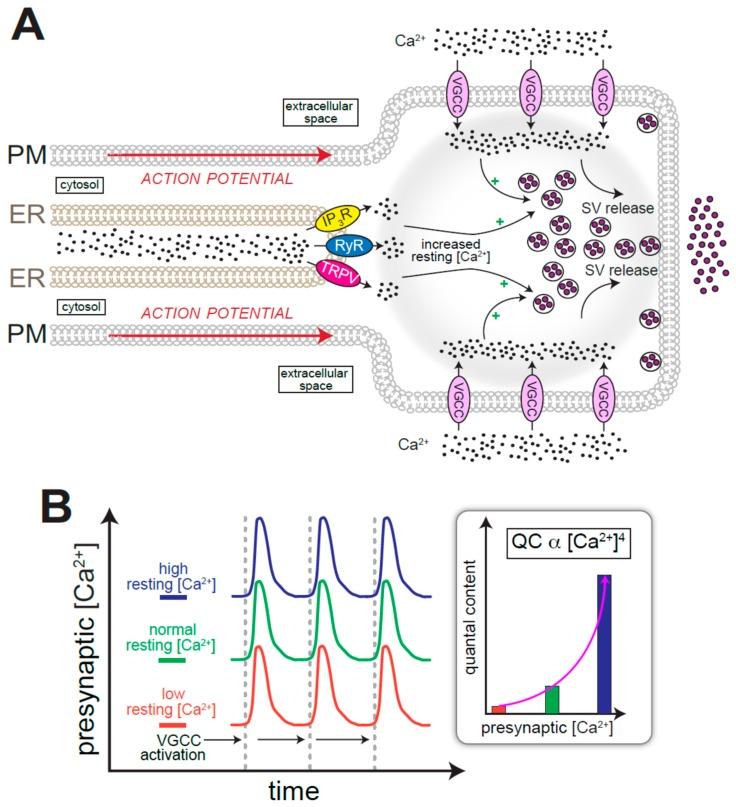 https://cdn.ncbi.nlm.nih.gov/pmc/blobs/a99d/6829861/e152f383b562/cells-08-01232-g002.jpg