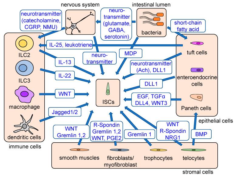 https://cdn.ncbi.nlm.nih.gov/pmc/blobs/a9b1/7795504/bf8195c6fa3e/ijms-22-00357-g002.jpg